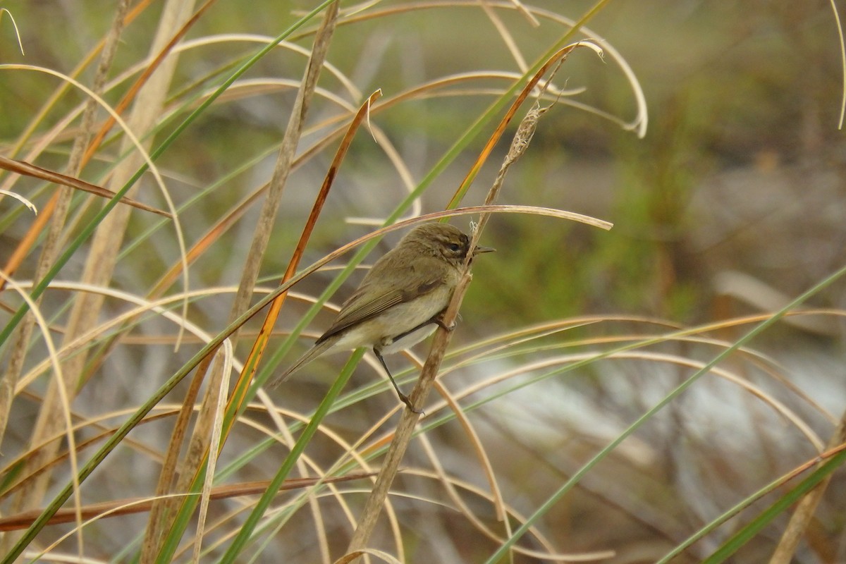 Mosquitero Común - ML623048155