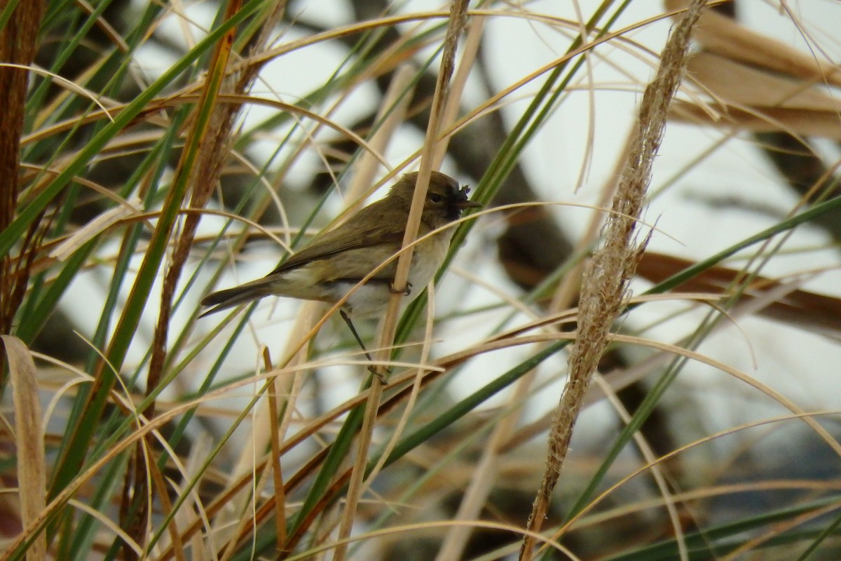 Mosquitero Común - ML623048156