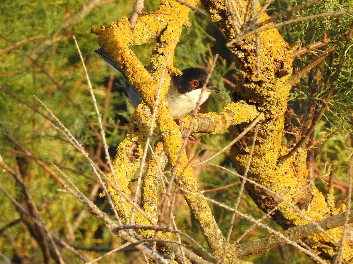 Sardinian Warbler - ML623048172