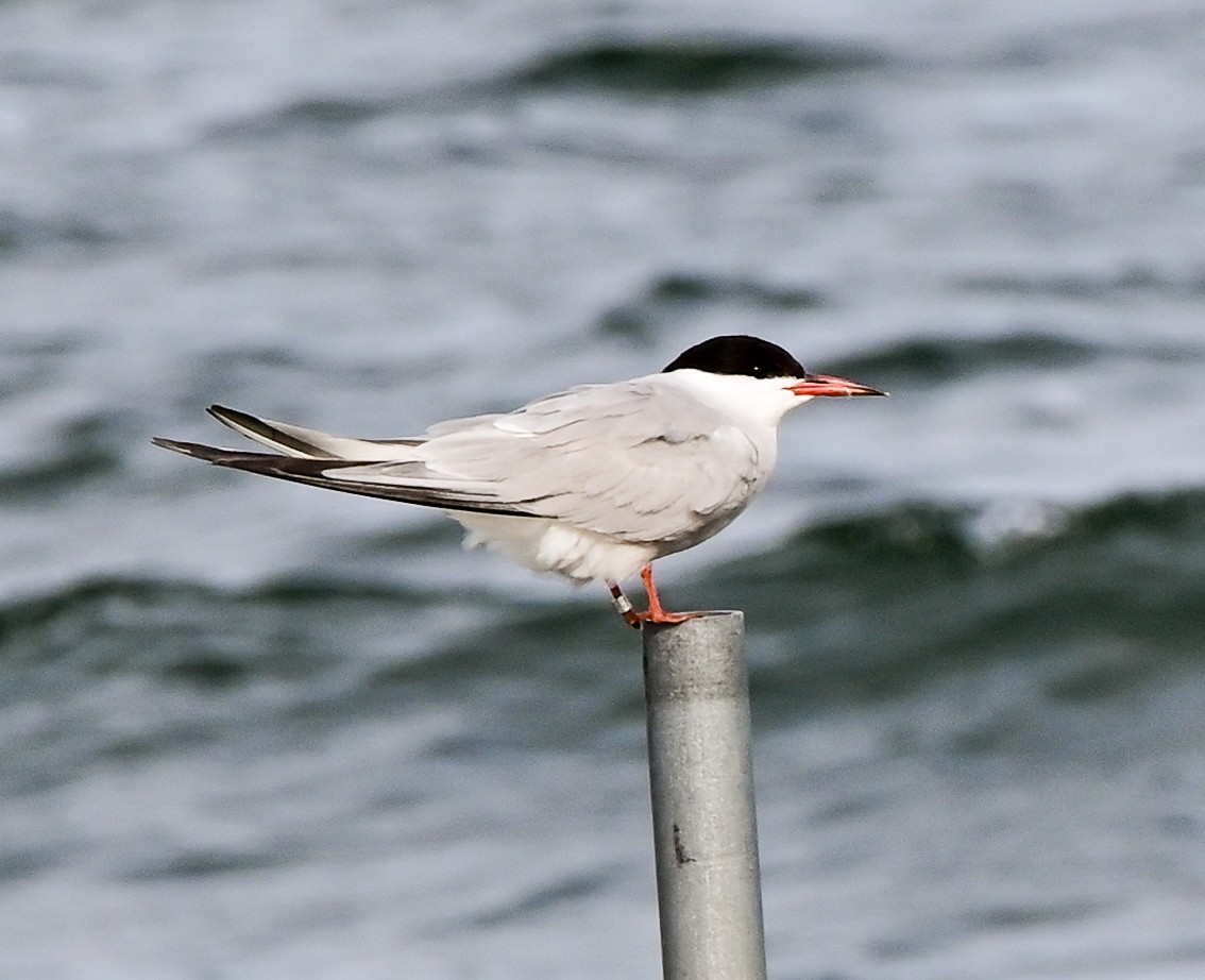 Common Tern - ML623048175