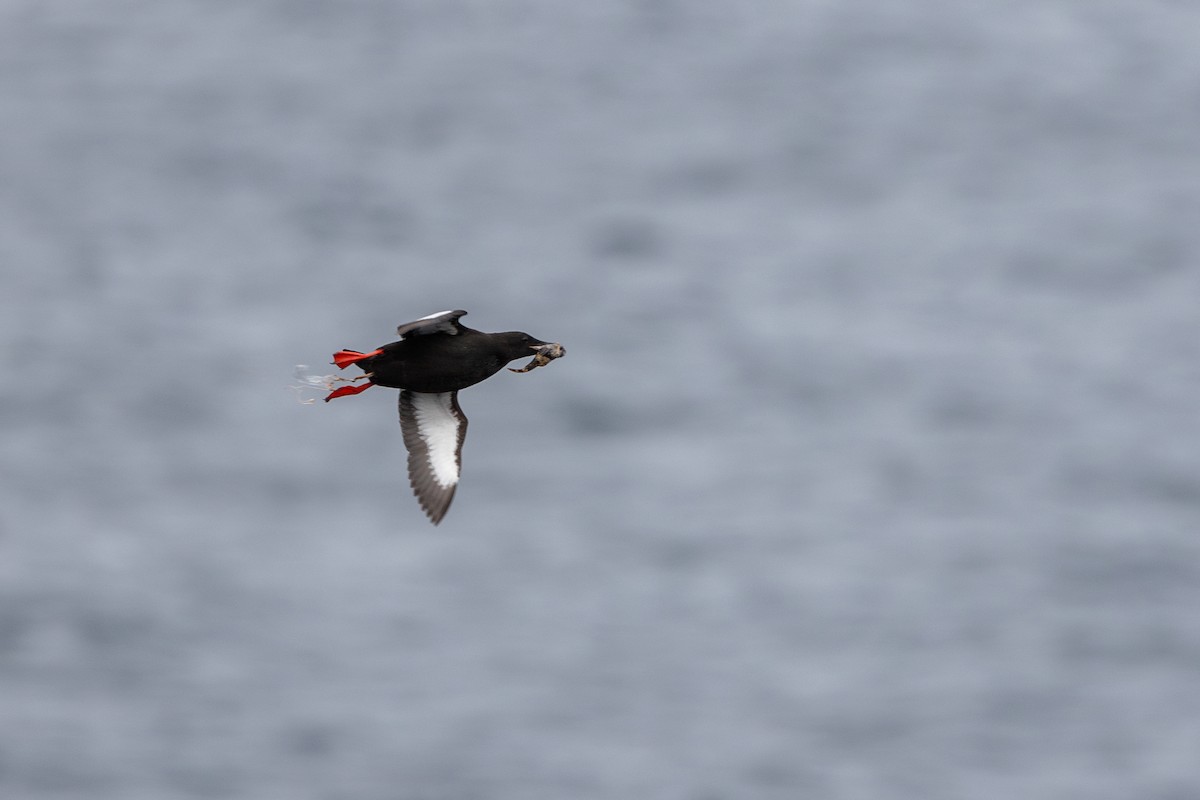 Black Guillemot - ML623048243