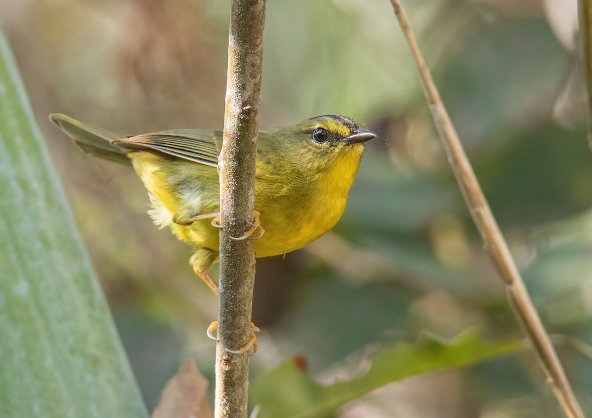 Two-banded Warbler - ML623048271