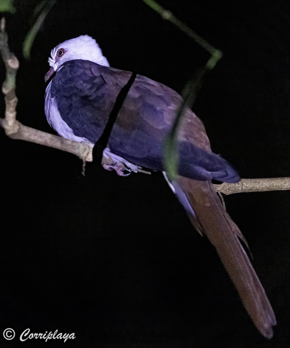 Great Cuckoo-Dove - ML623048275