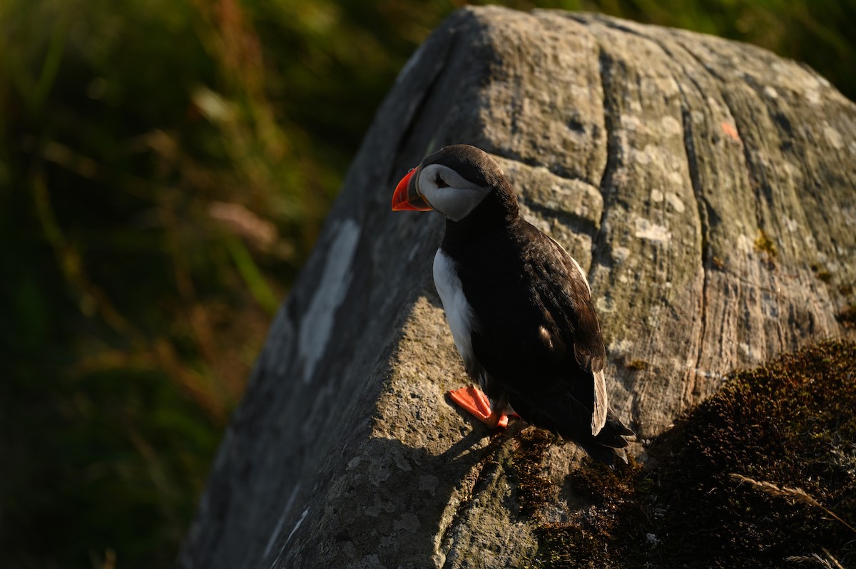 Atlantic Puffin - Teresa Pegan 🦋