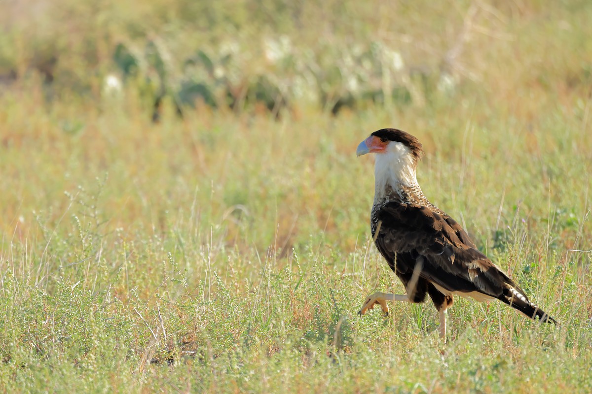 Crested Caracara - ML623048337