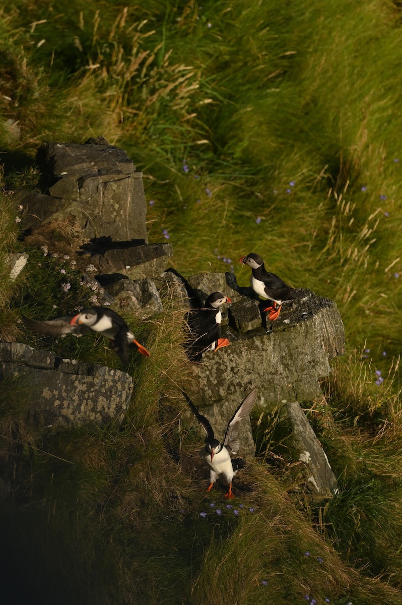 Atlantic Puffin - Teresa Pegan 🦋