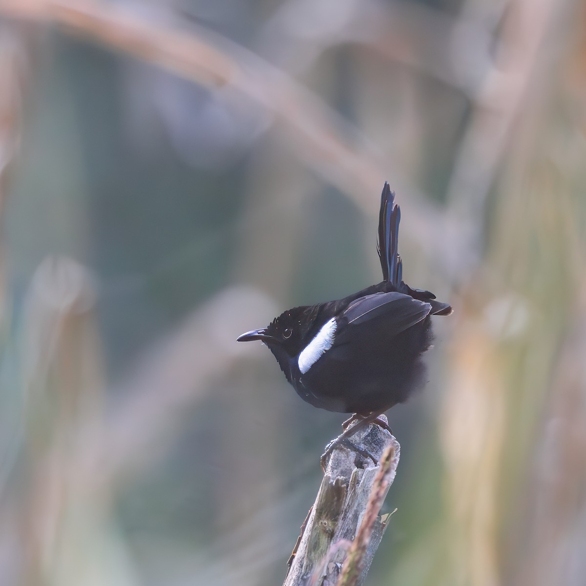 White-shouldered Fairywren - ML623048438