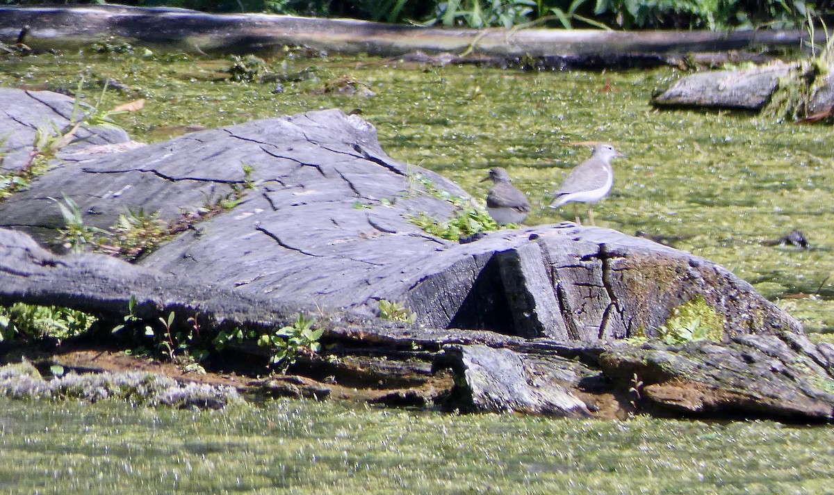 Spotted Sandpiper - Jen Schramm