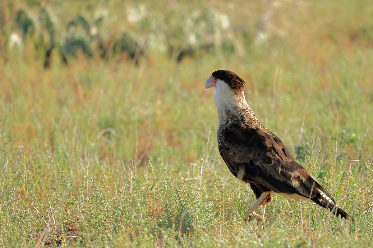 Crested Caracara - ML623048456