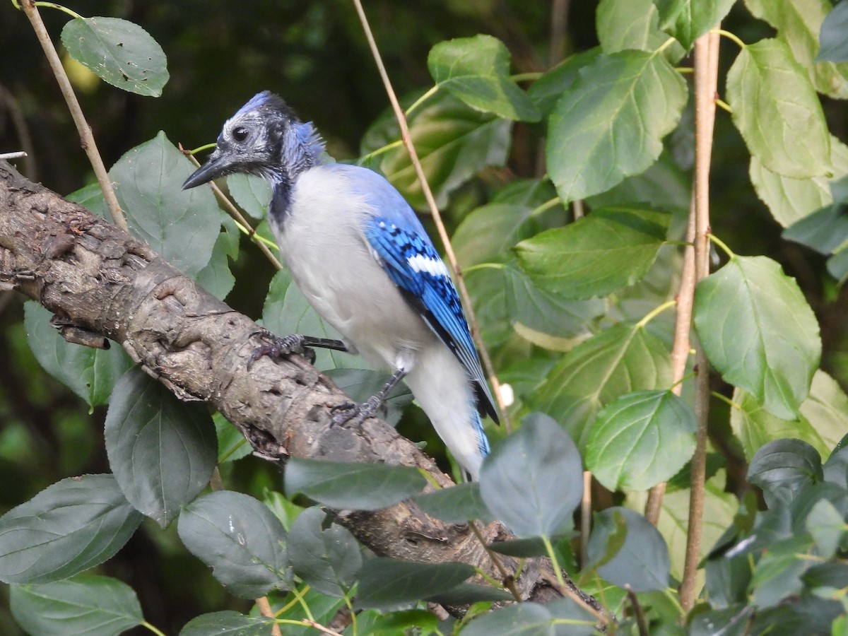 Chara Azul - ML623048464