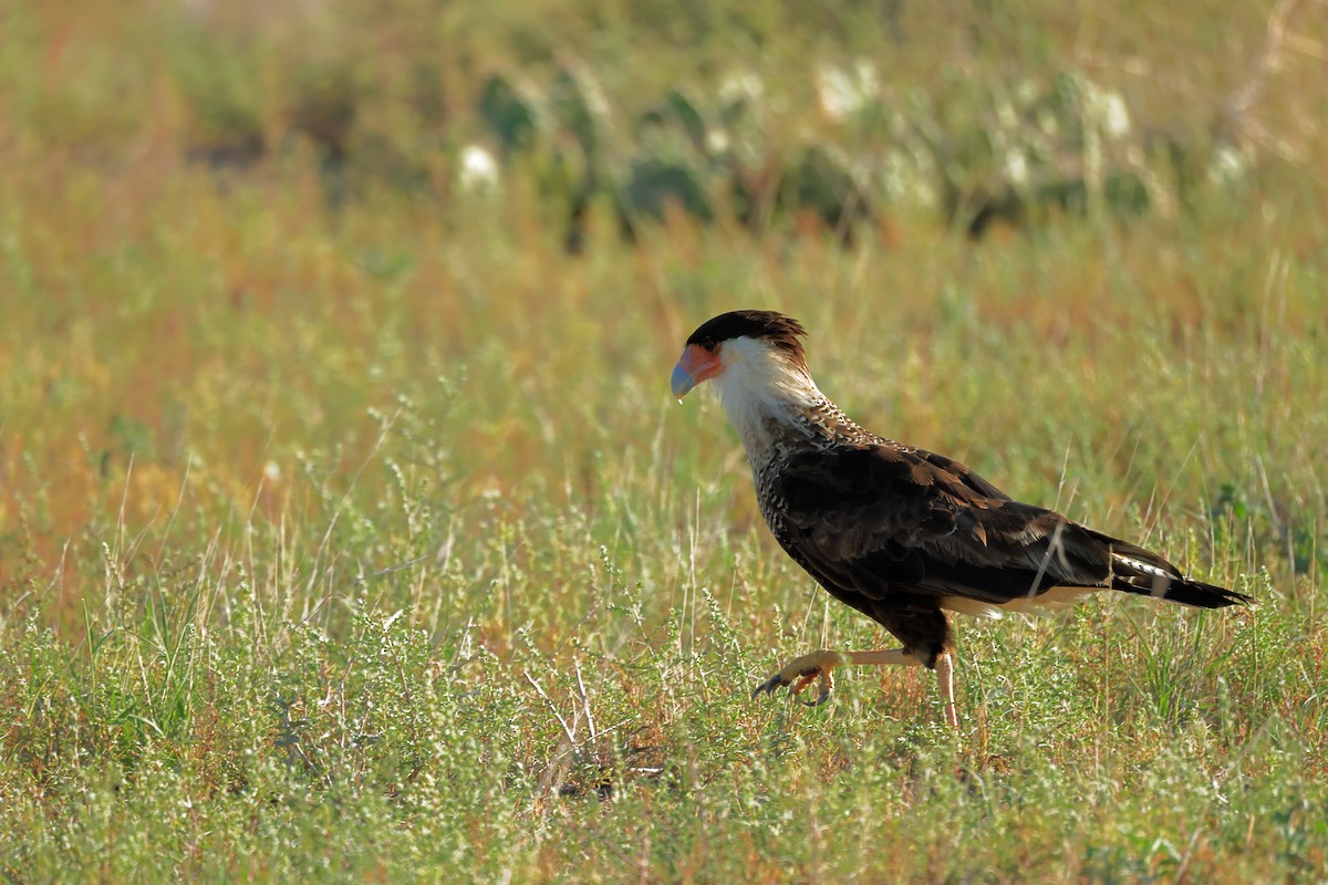 Crested Caracara - ML623048466