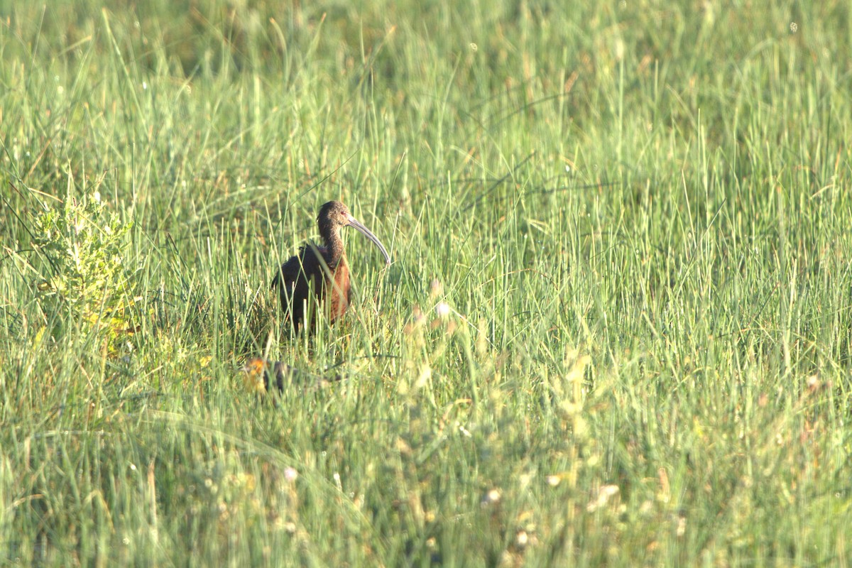 White-faced Ibis - ML623048494