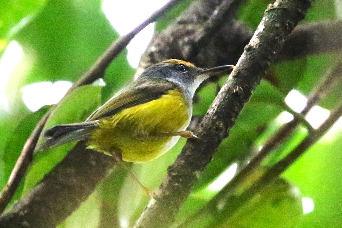 Mountain Tailorbird - ML623048497