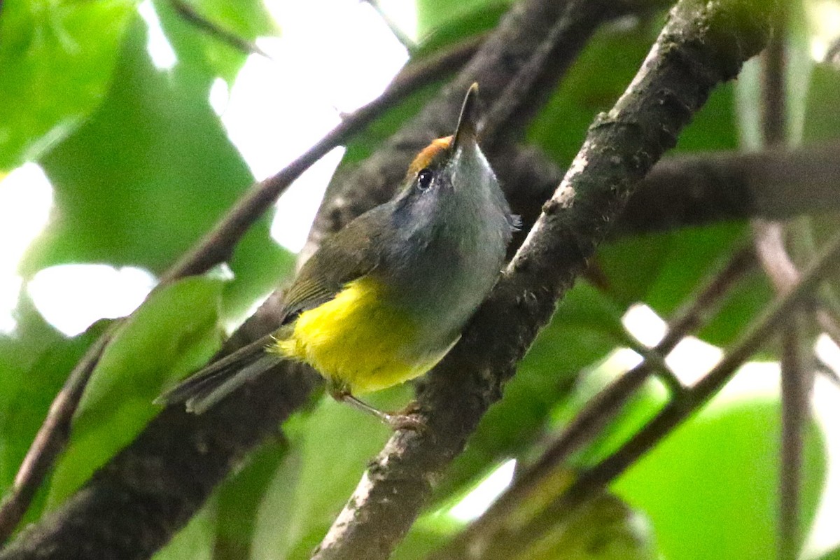 Mountain Tailorbird - ML623048507