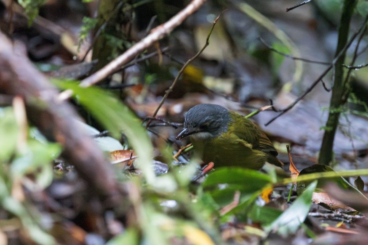 Green-backed Robin - ML623048521