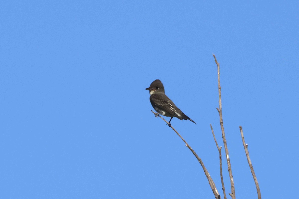 Olive-sided Flycatcher - Mark W. Lockwood