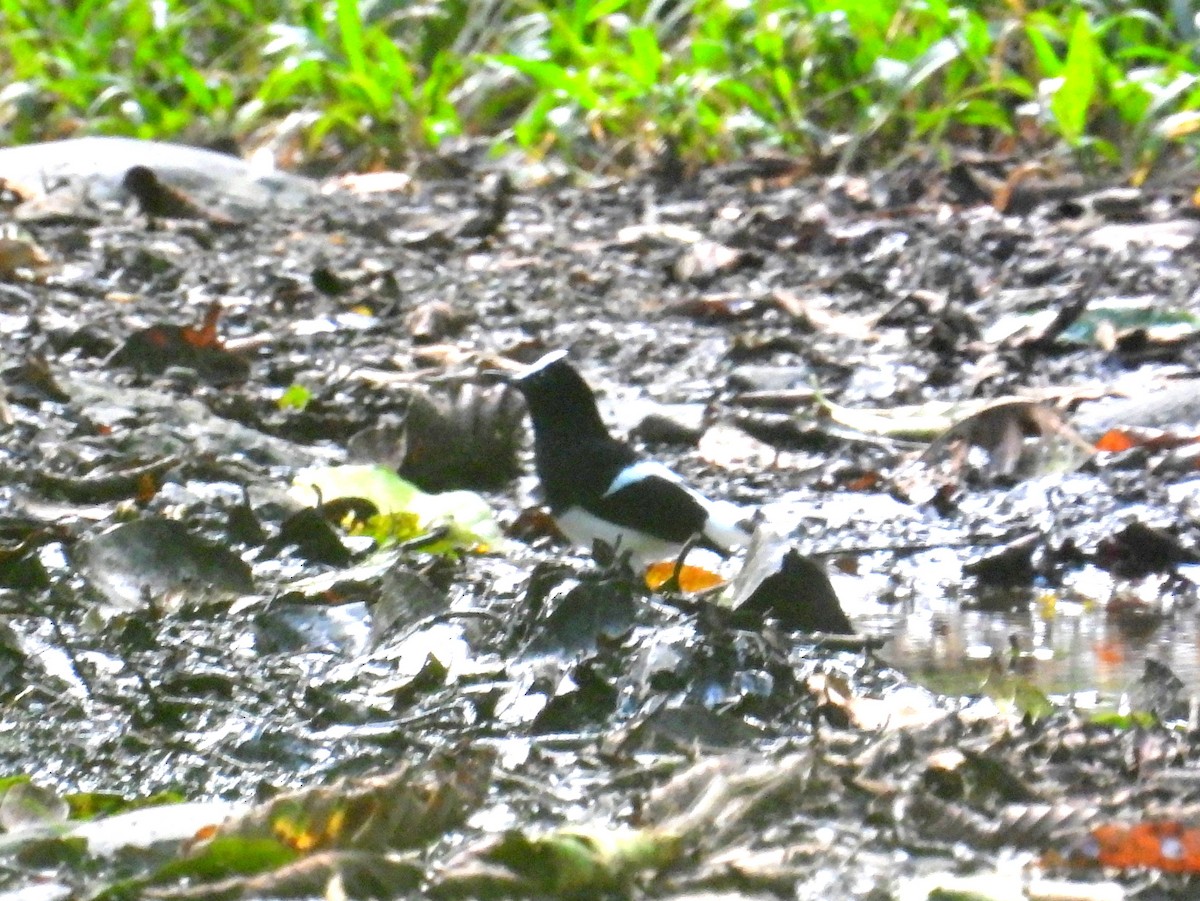 White-crowned Forktail (Malaysian) - ML623048652