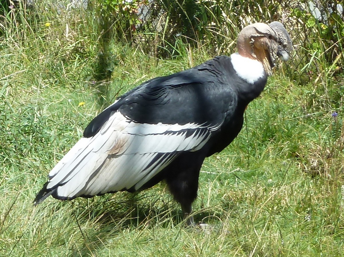 Andean Condor - ML623048679