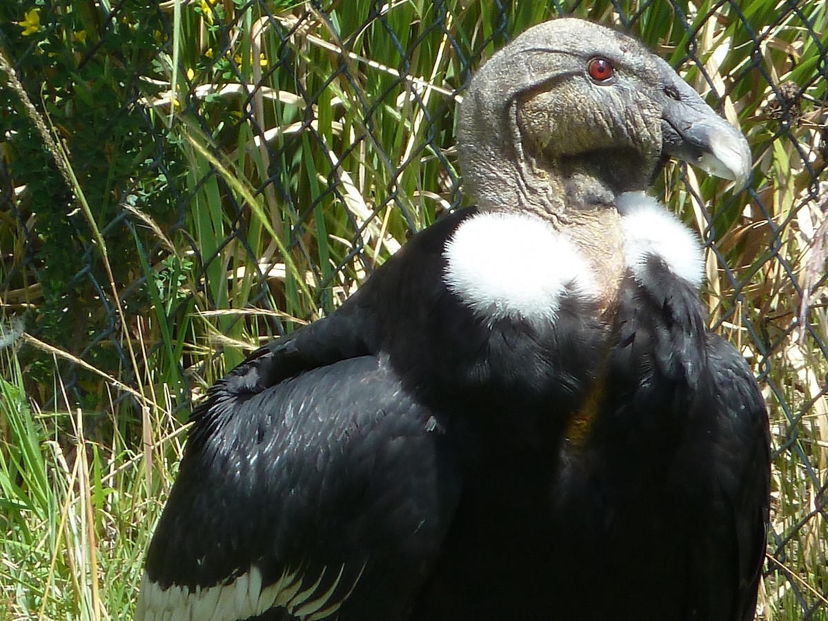 Andean Condor - ML623048680