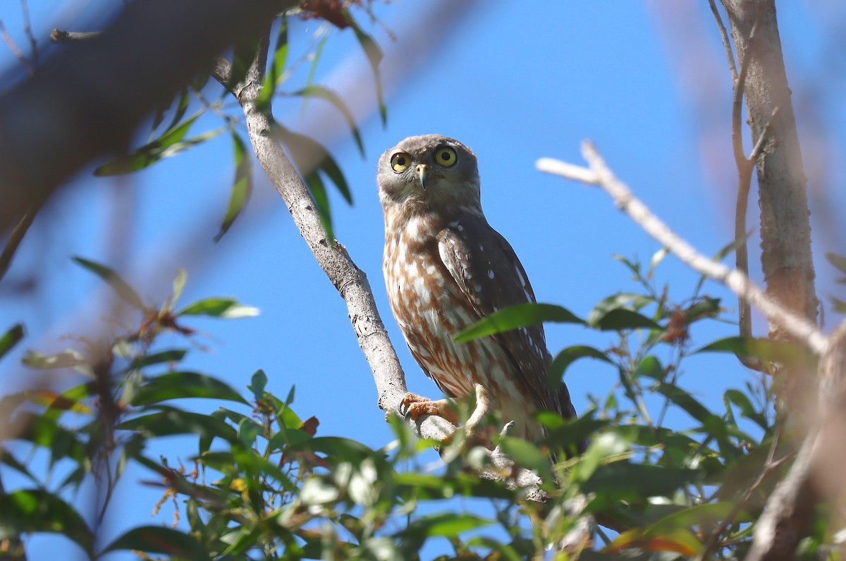 Barking Owl - ML623048686