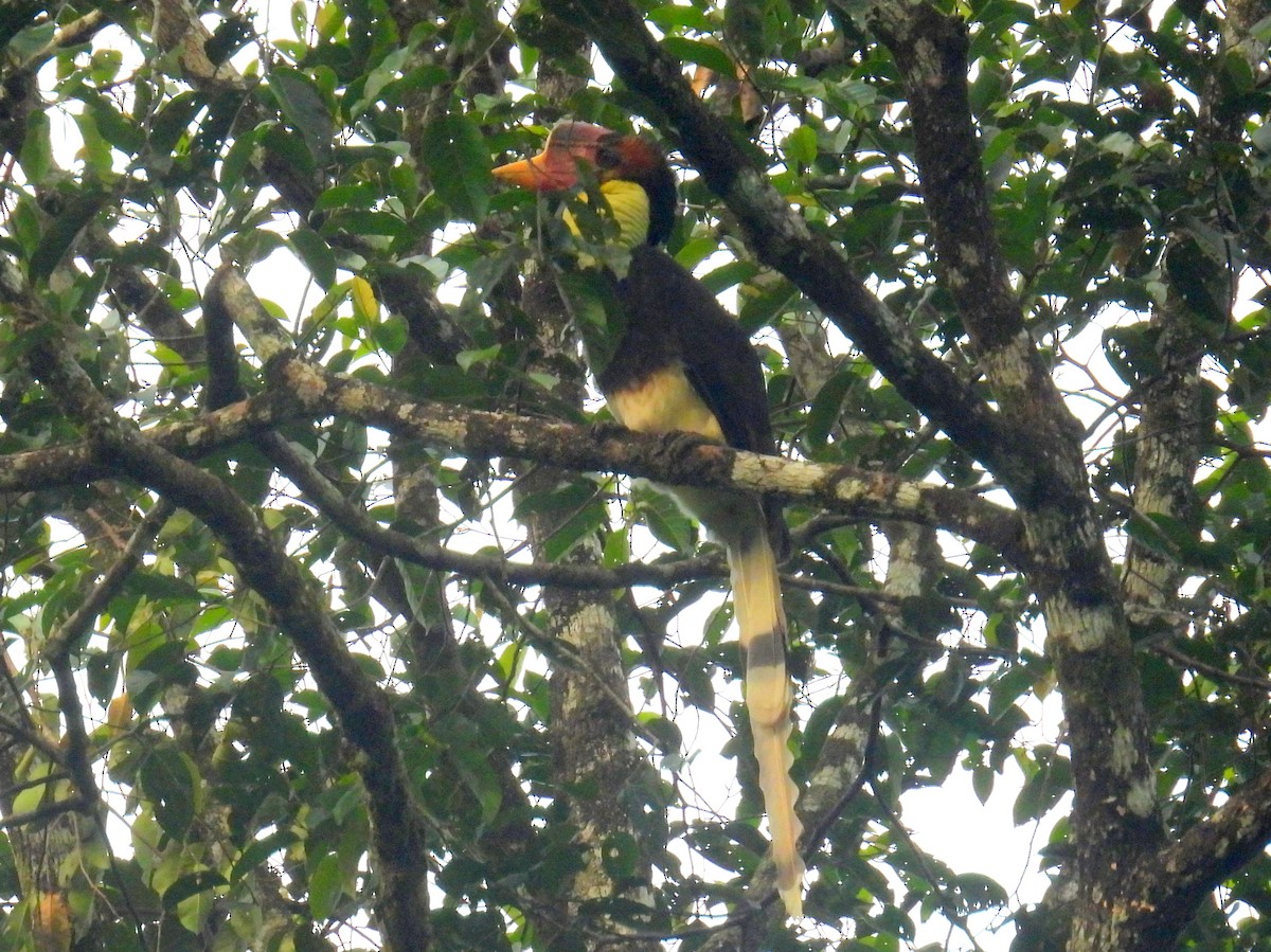 Helmeted Hornbill - ML623048746