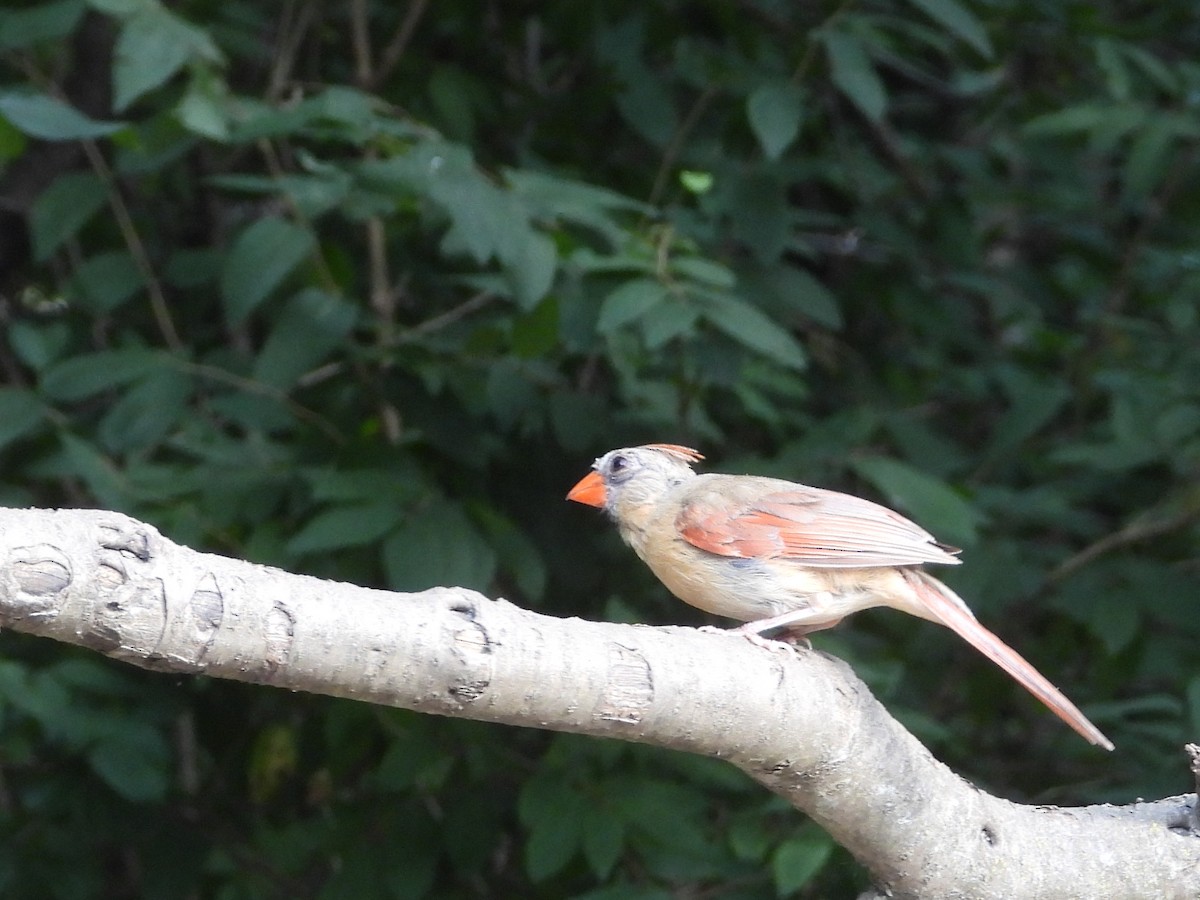 ショウジョウコウカンチョウ - ML623048778