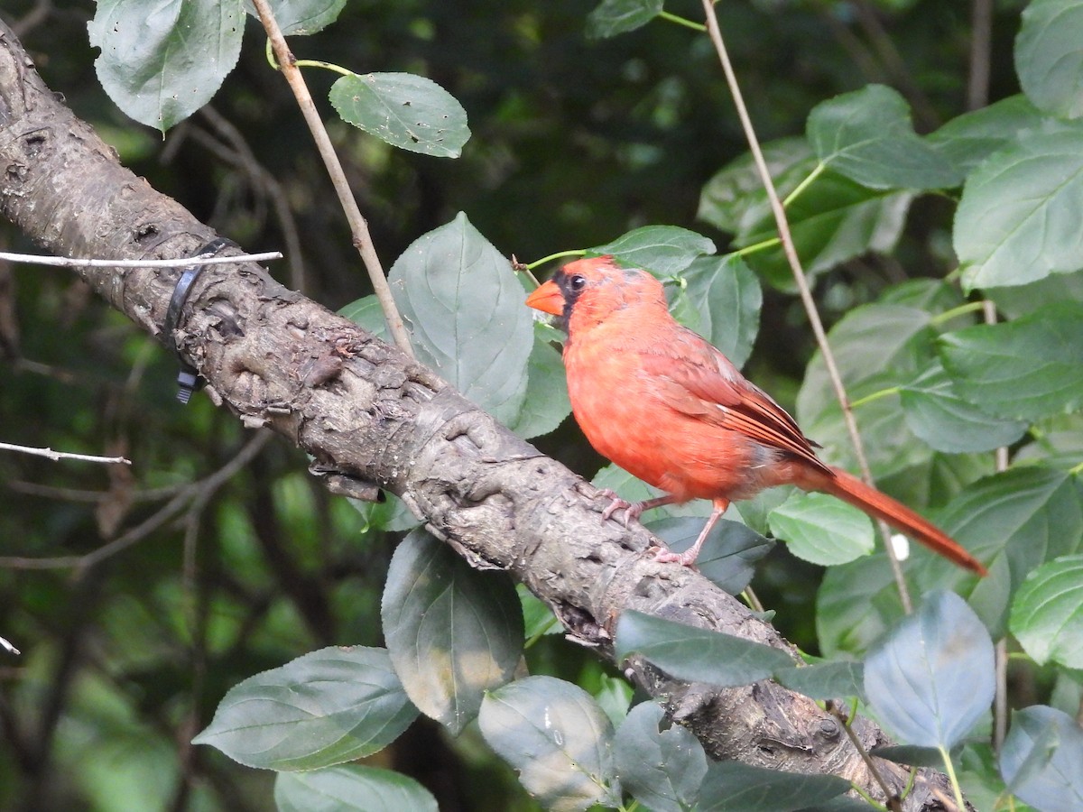 Cardenal Norteño - ML623048782