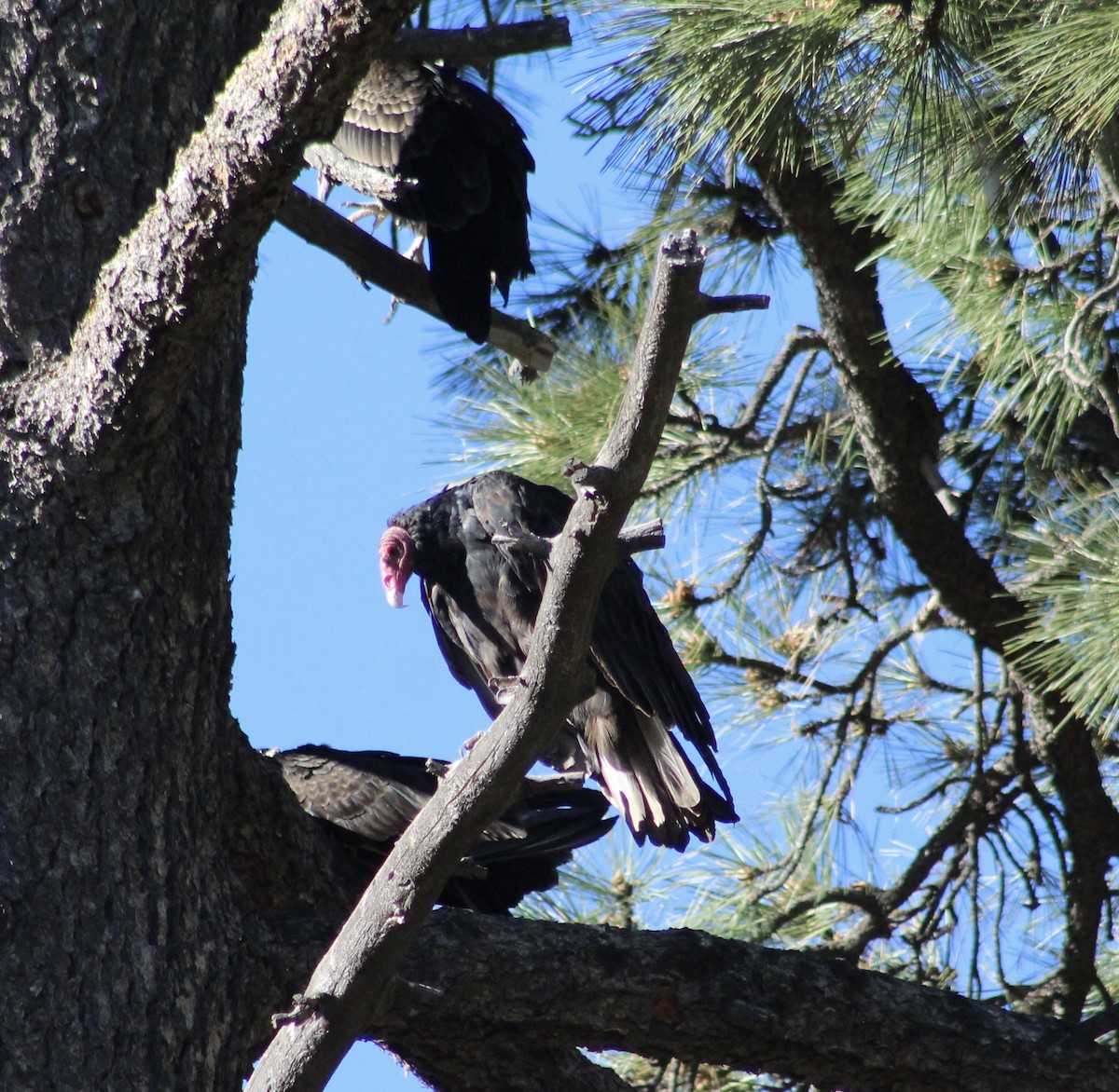 Turkey Vulture - Joanne Sherif