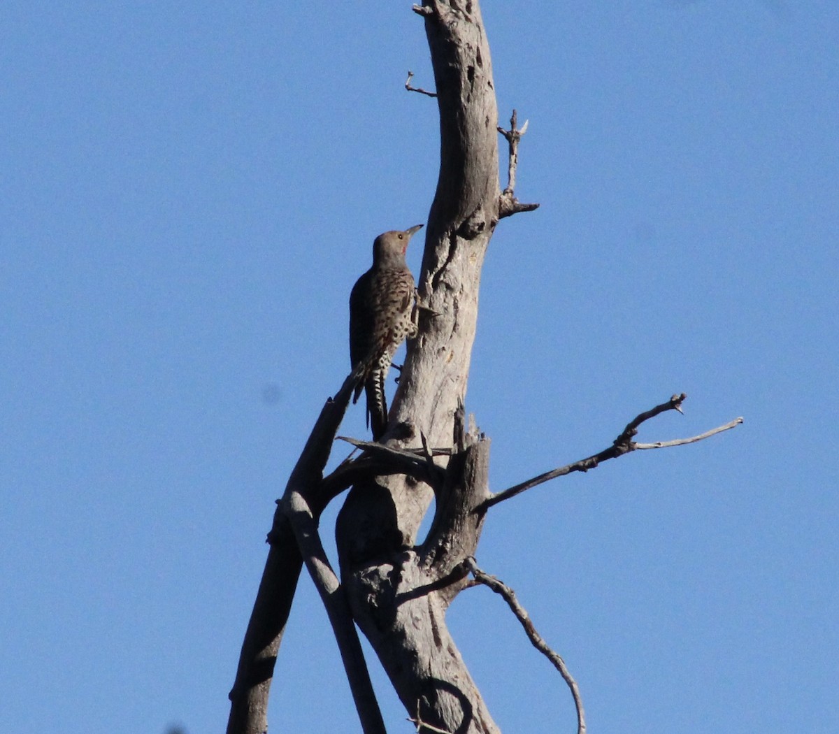 Northern Flicker - Joanne Sherif