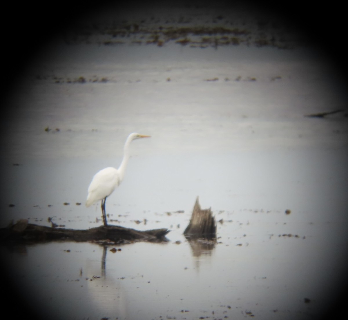 Great Egret - Scott  Hickman