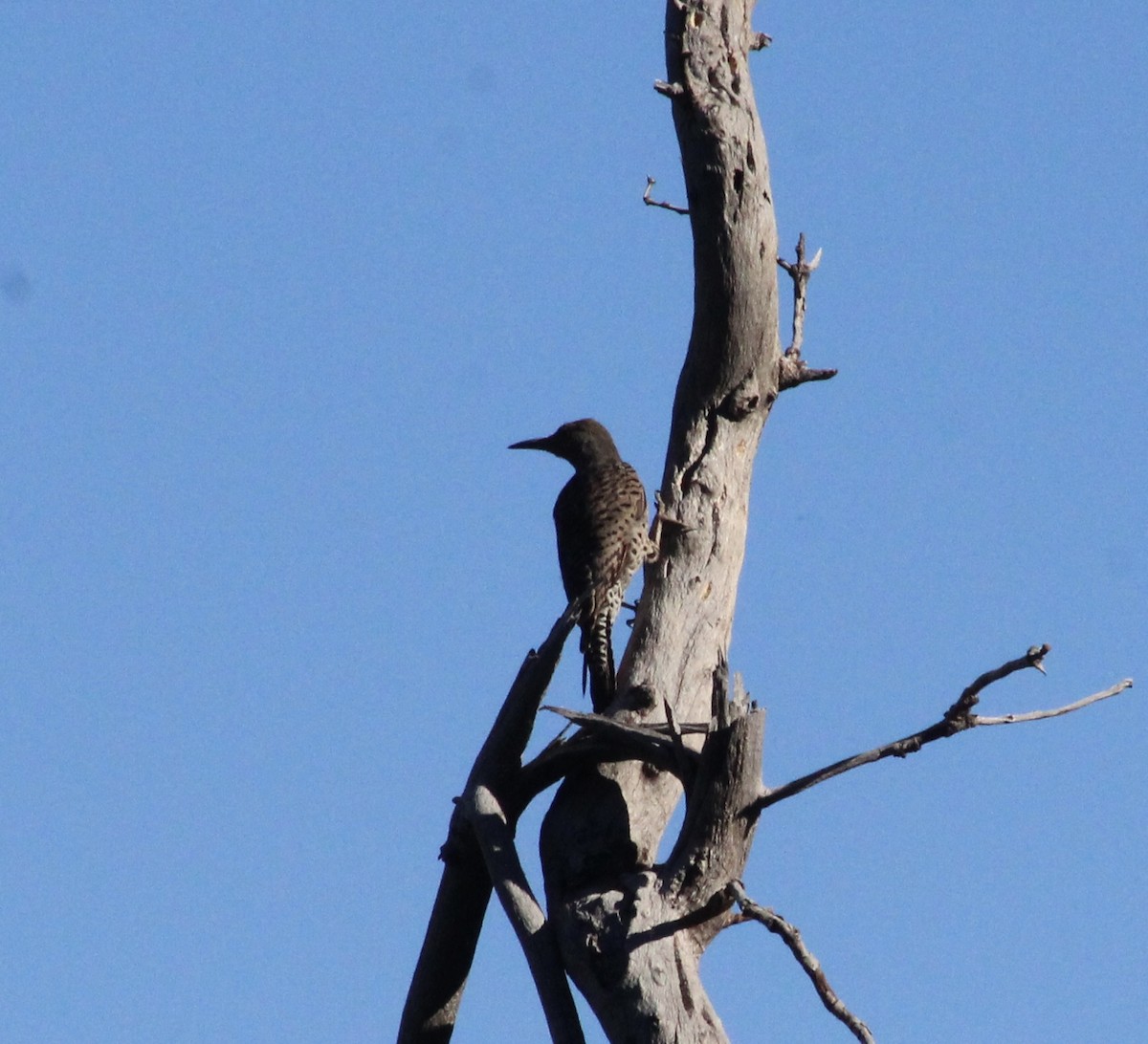 Northern Flicker - Joanne Sherif