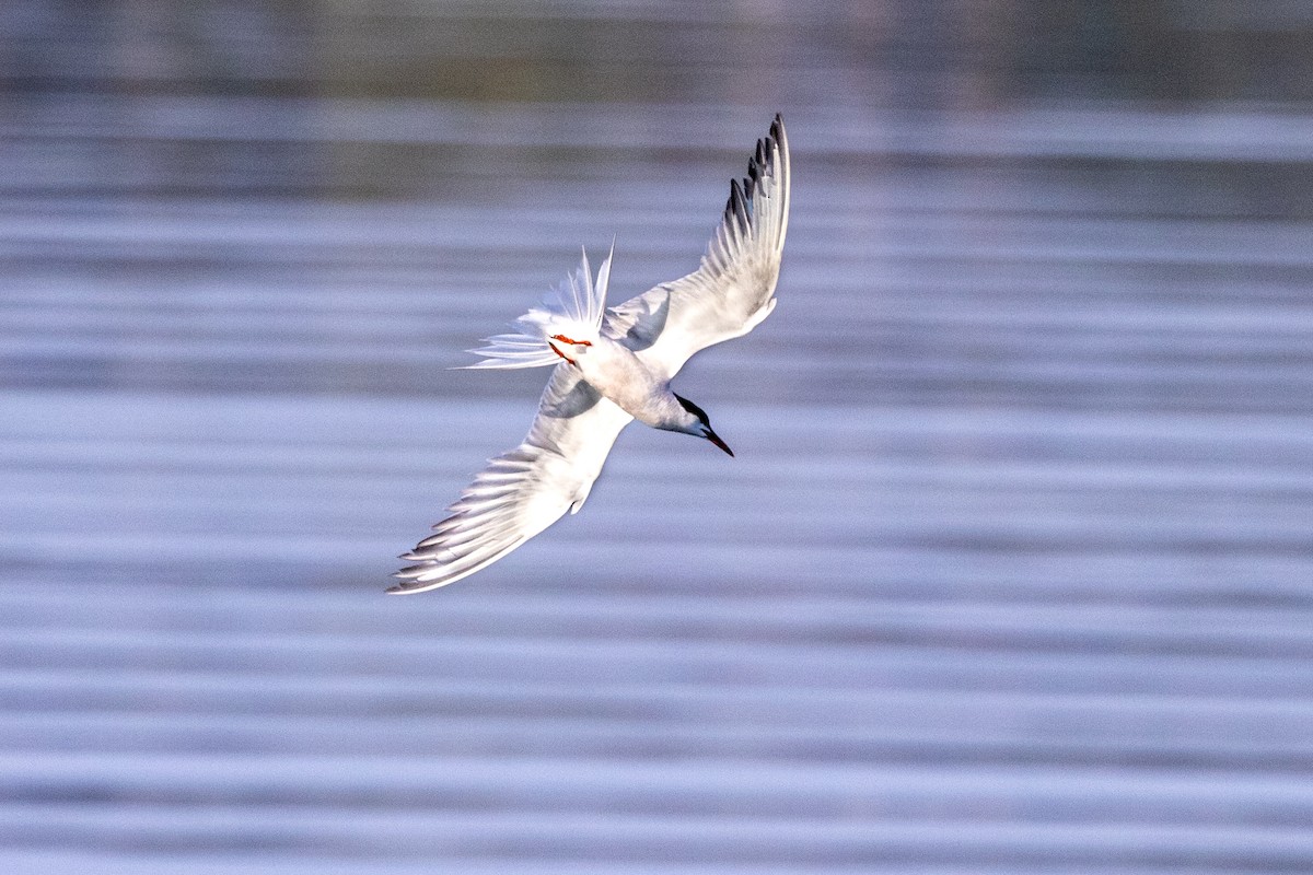 Common Tern - ML623048969