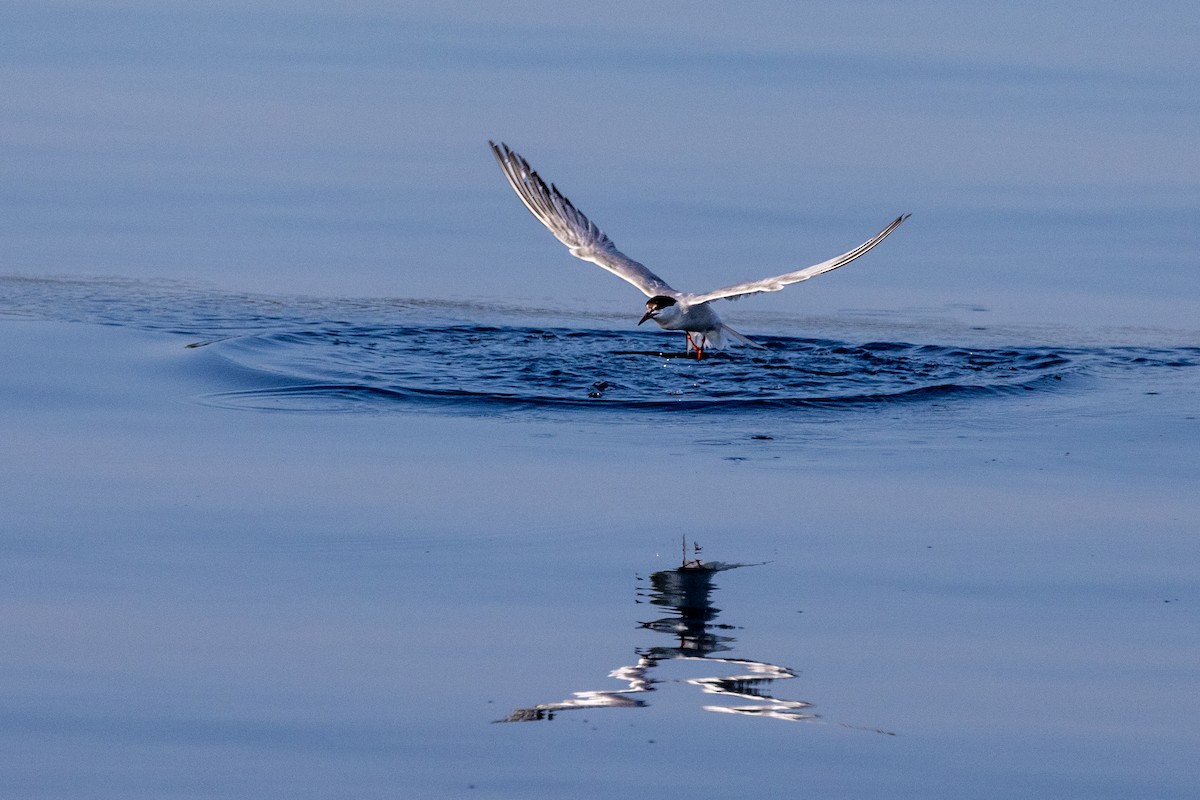 Common Tern - ML623048995