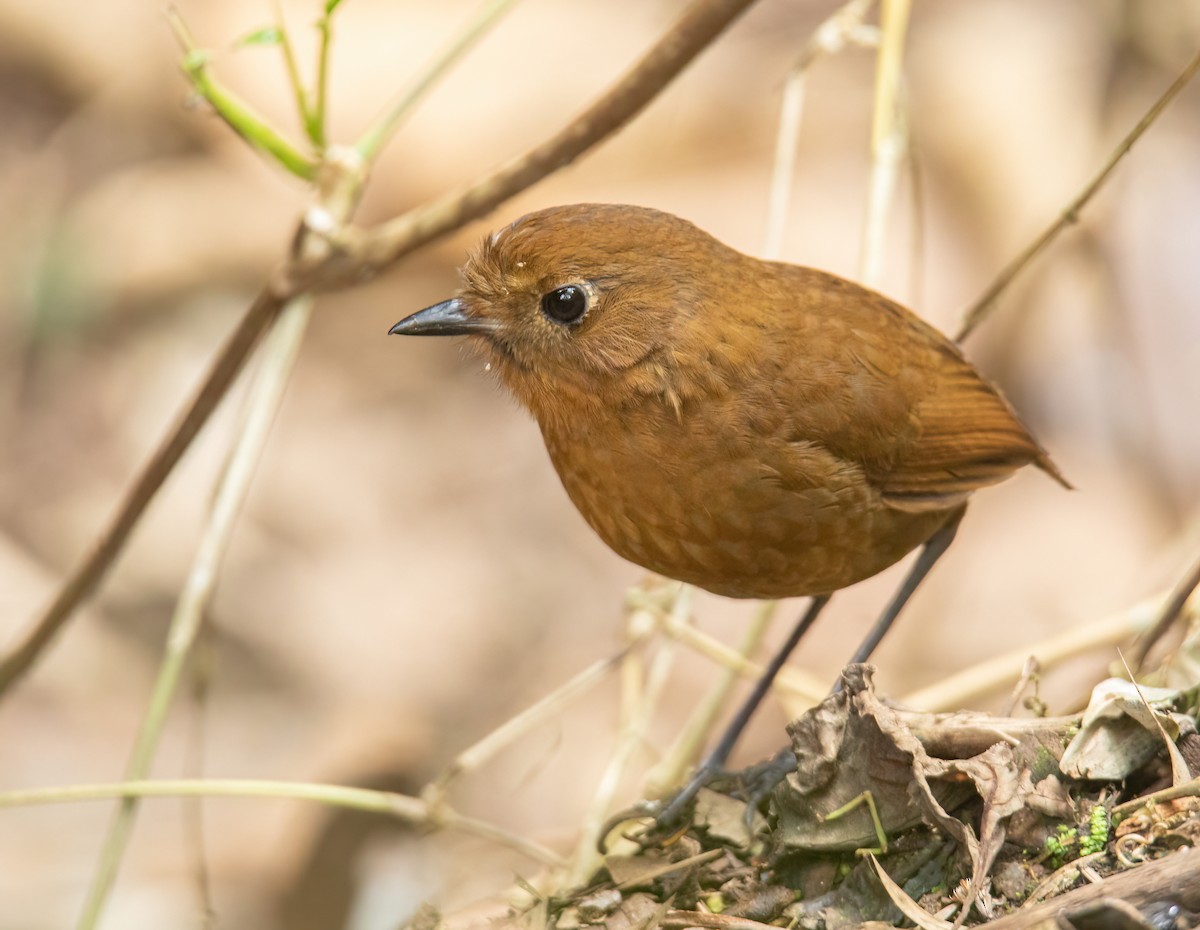 Puno Antpitta - ML623049012