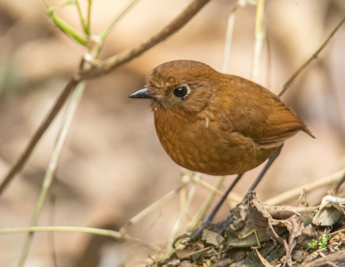 Puno Antpitta - ML623049013