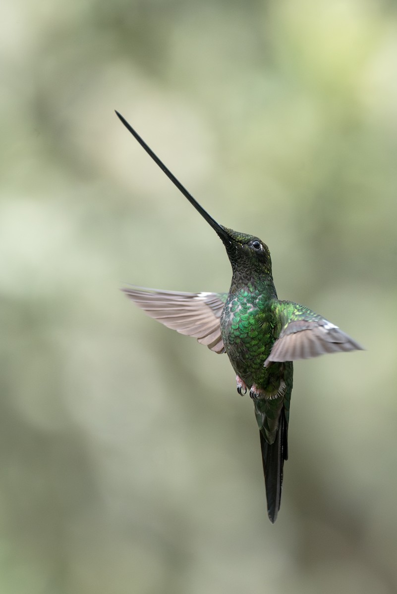 Sword-billed Hummingbird - ML623049014