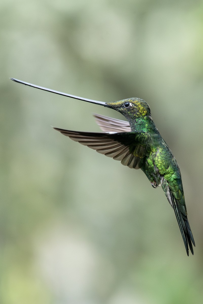 Sword-billed Hummingbird - ML623049015