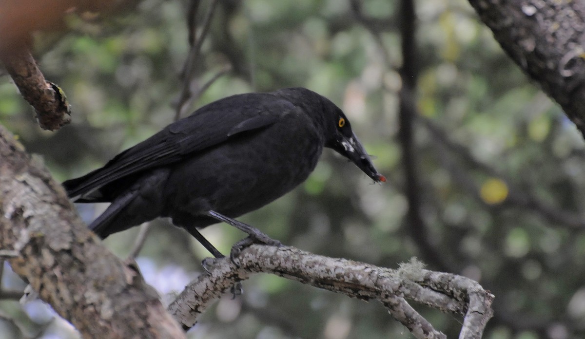 Black Currawong - ML623049086