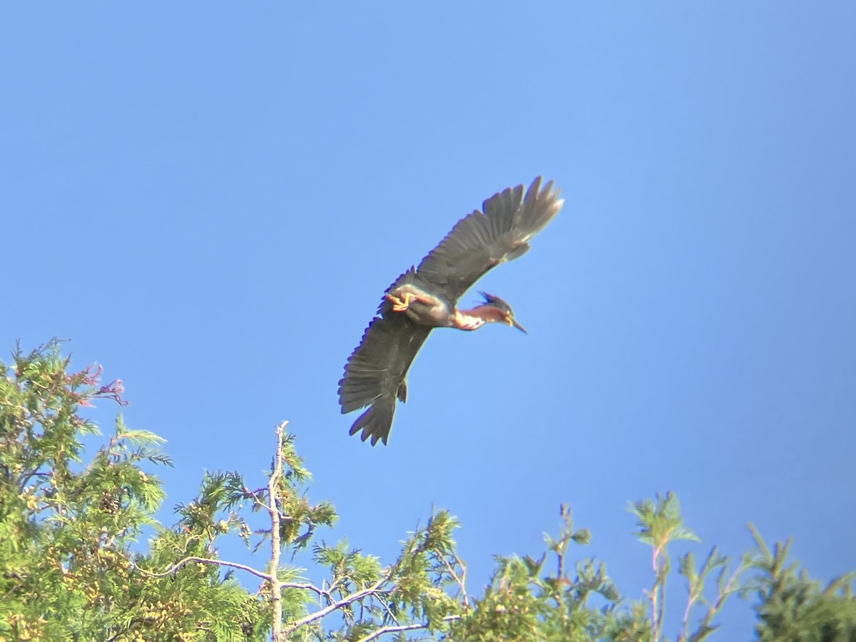Green Heron - ML623049103