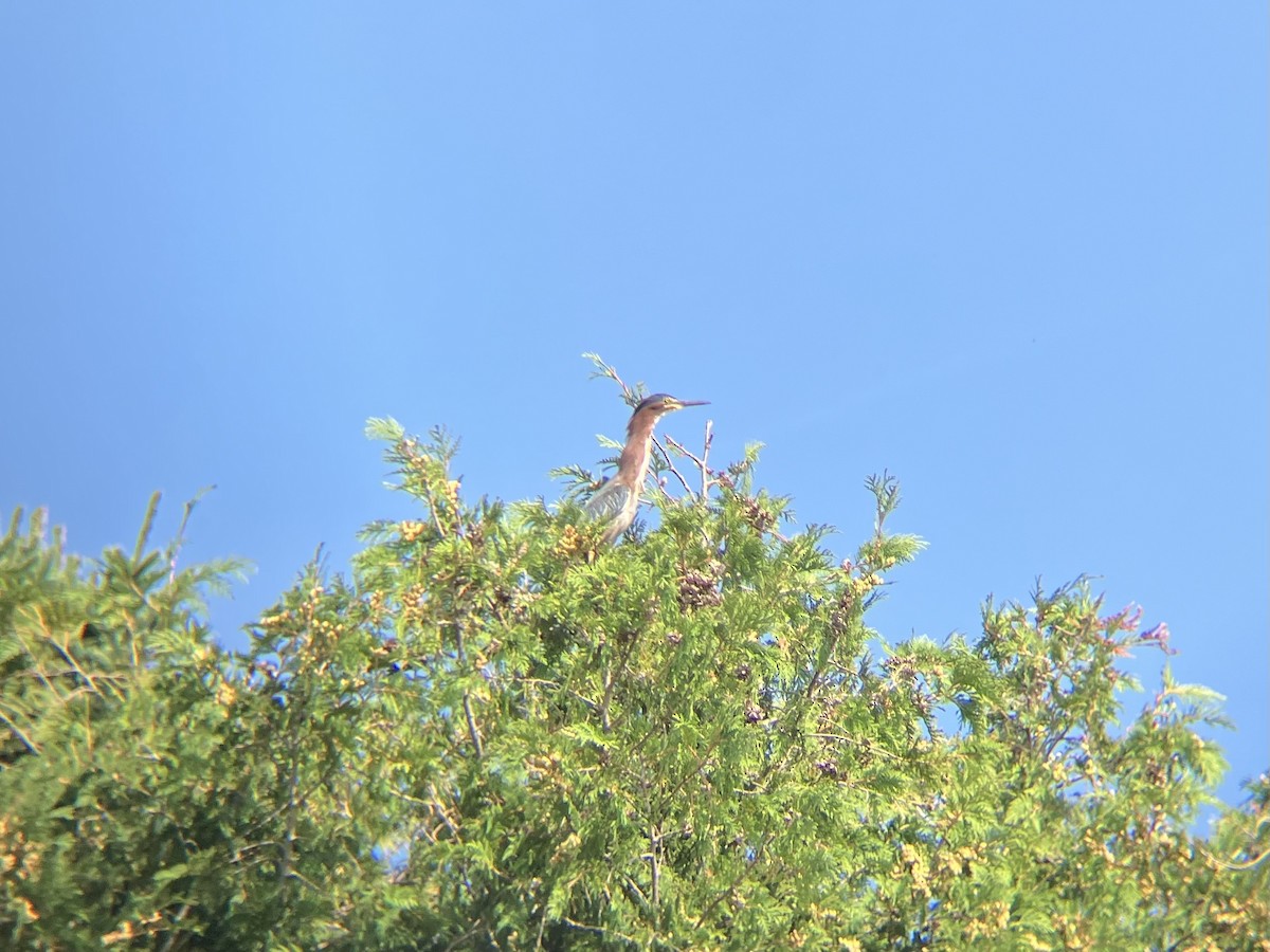 Green Heron - ML623049104