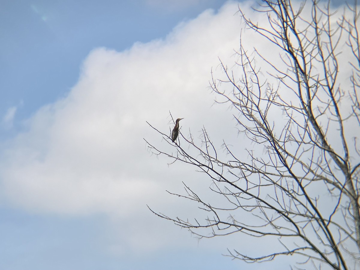Green Heron - ML623049105