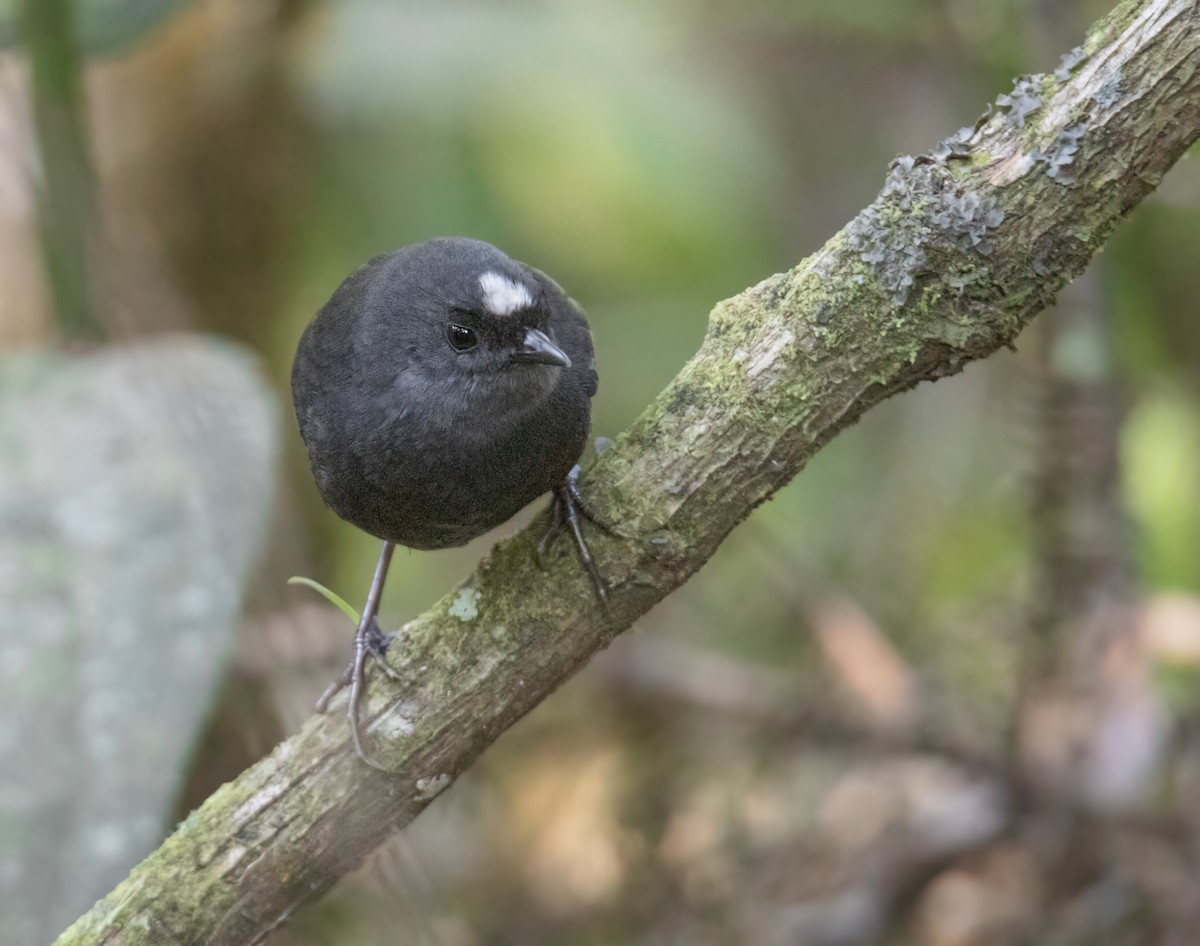 Bolivian Tapaculo - ML623049140