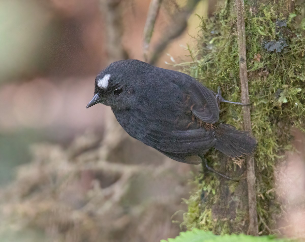 Bolivian Tapaculo - ML623049145