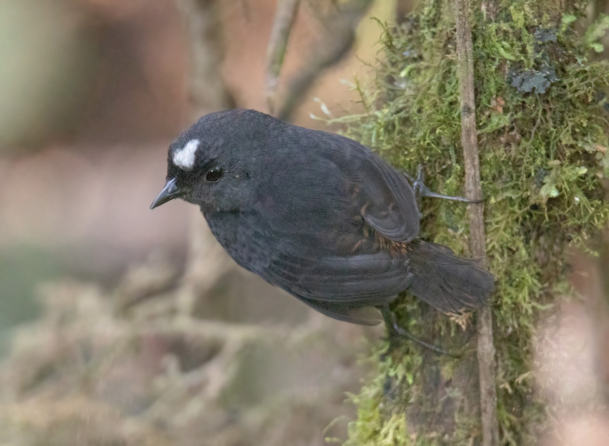 Bolivian Tapaculo - ML623049146