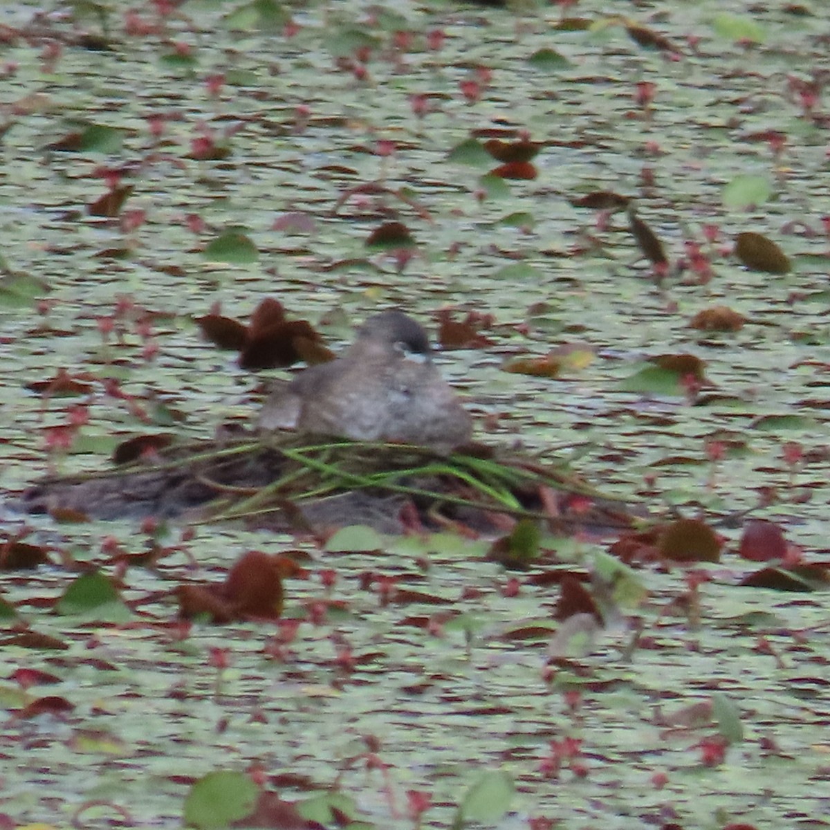 Pied-billed Grebe - ML623049157