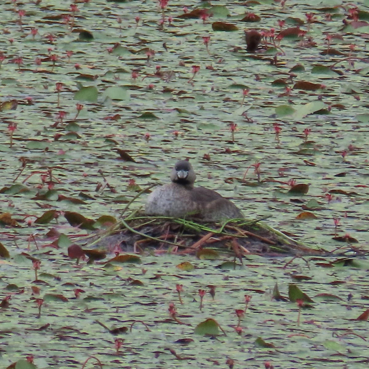 Pied-billed Grebe - ML623049158