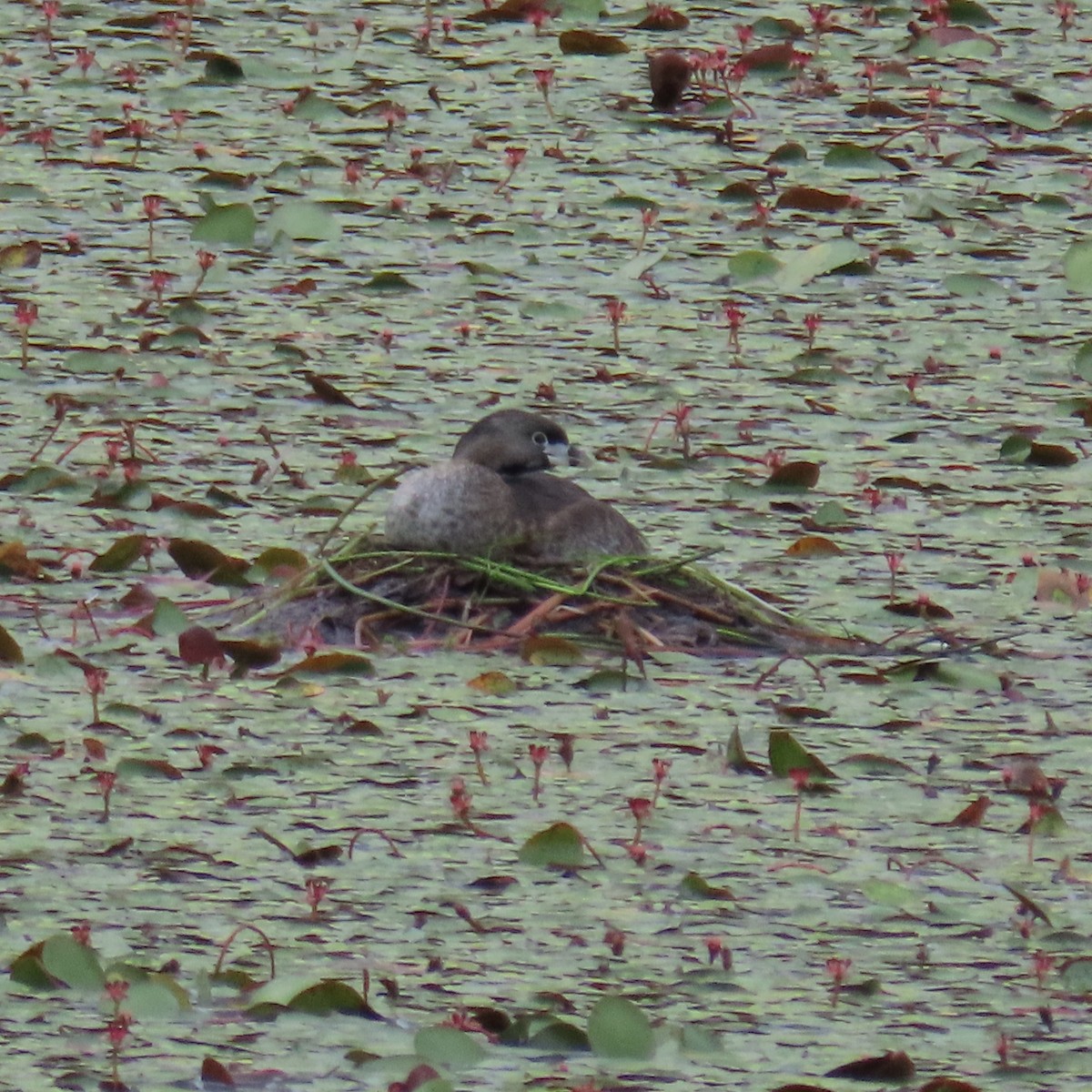 Pied-billed Grebe - ML623049159