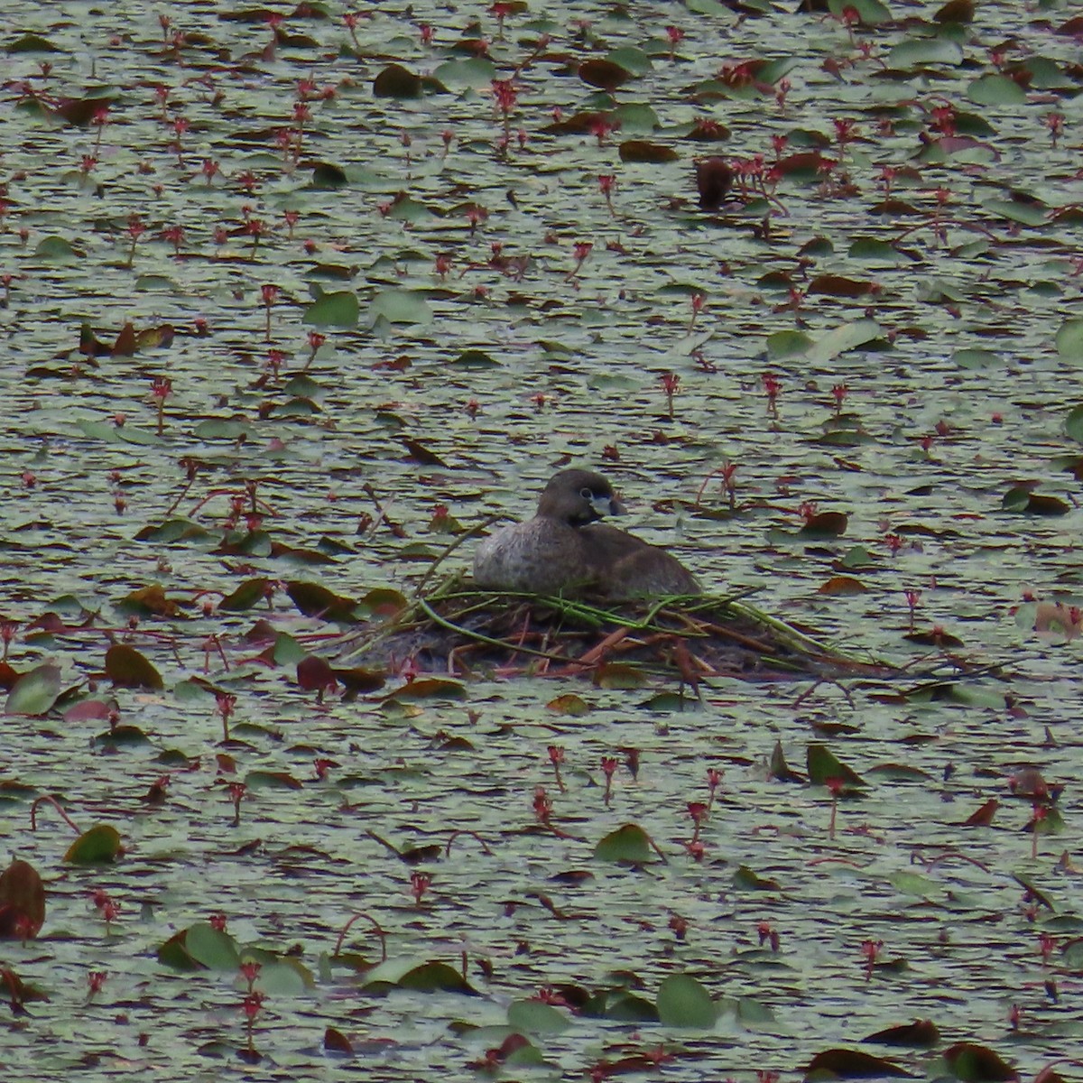 Pied-billed Grebe - ML623049160