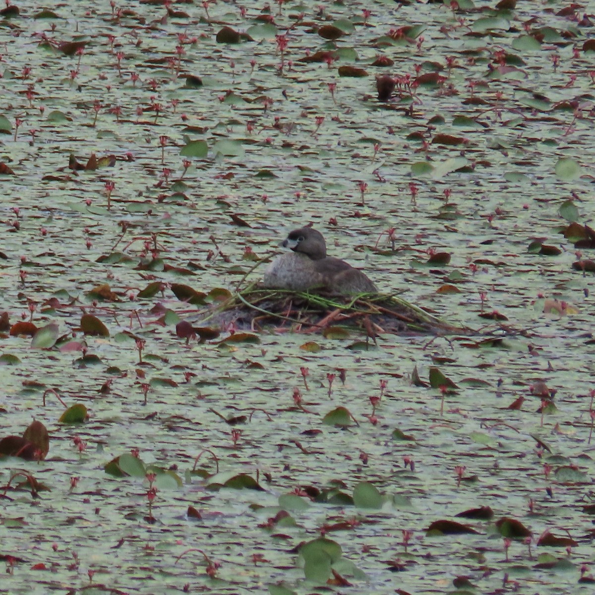 Pied-billed Grebe - ML623049161