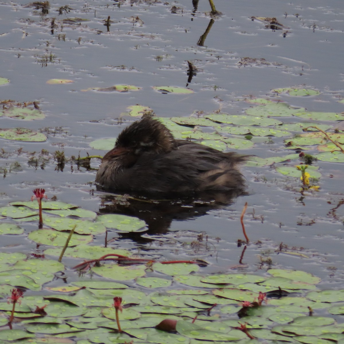 Pied-billed Grebe - Mackenzie Goldthwait